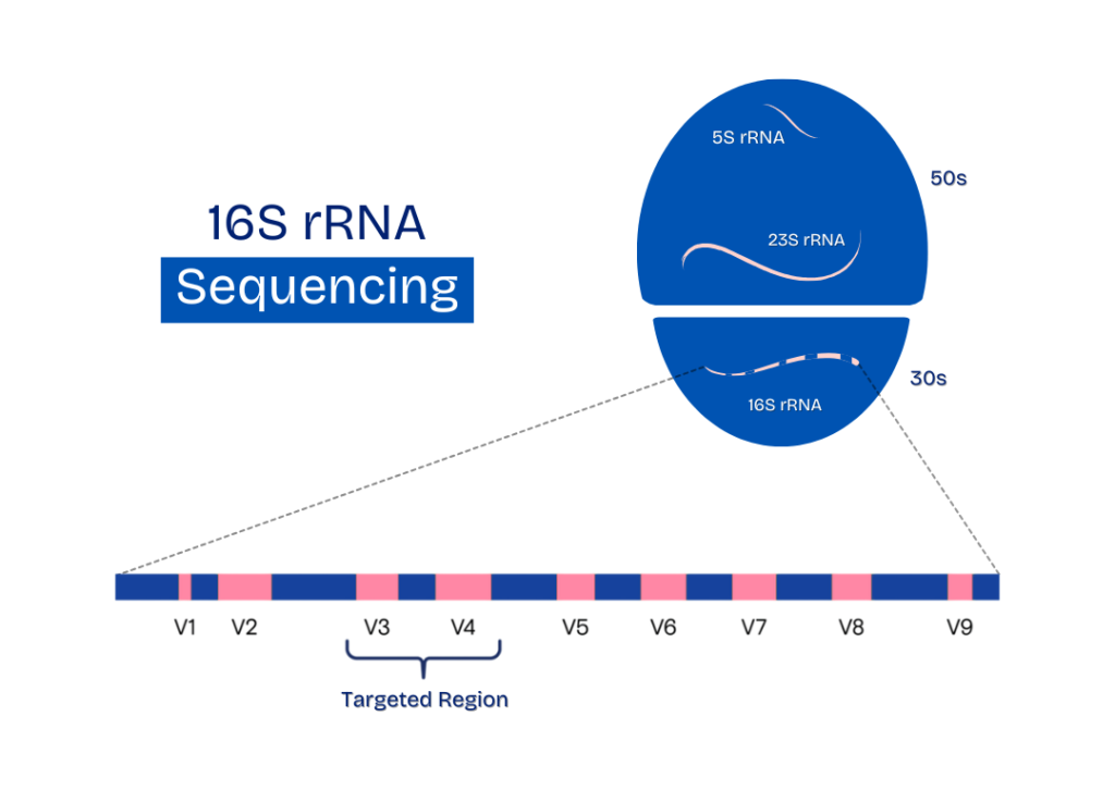 16S rRNA Gene Sequencing