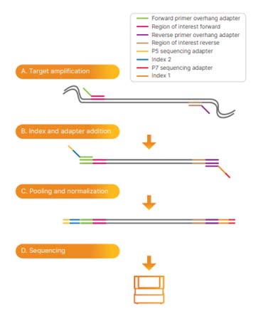 Cancer molecular profiling DNA sequencing workflow with index adapters and primers.