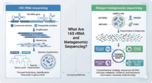 16S rRNA and Metagenomic Sequencing